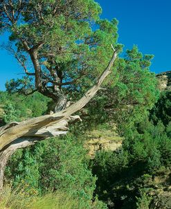 Theodore Roosevelt National Park40