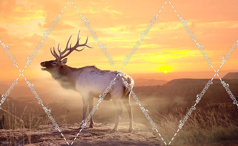 Elk Sunrise In The Badlands