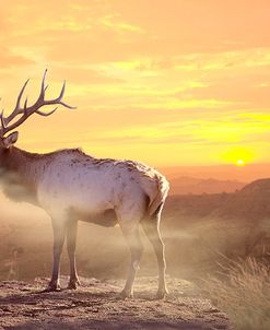 Elk Sunrise In The Badlands
