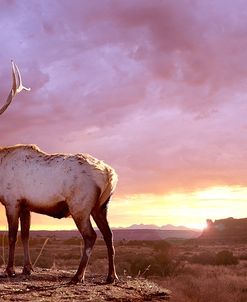 Elk Sunrise In Canyonland