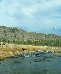 Yellowstone 02