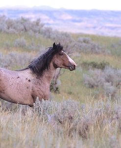 Wild Horses 11