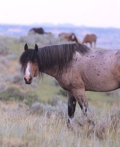 Wild Horses 22