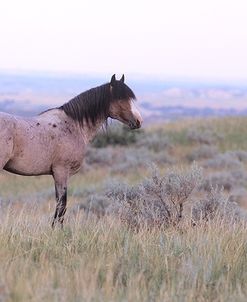 Wild Horses 23