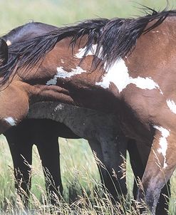 Wild Horses 6