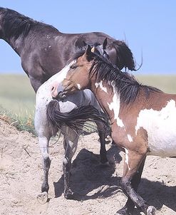 Wild Horses 9