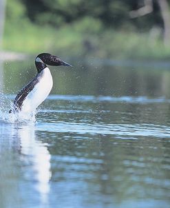 Common Loon 1