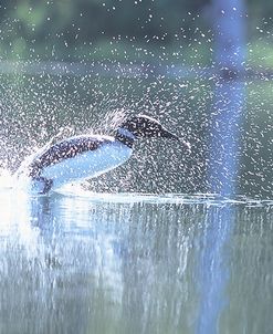 Common Loon 2