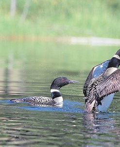 Common Loon 3