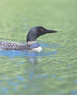 Common Loon 4