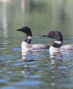 Common Loon 5