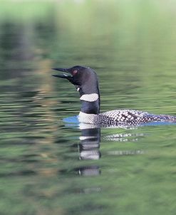 Common Loon 6