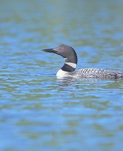 Common Loon 7