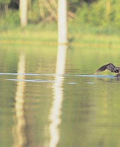 Common Loon 8