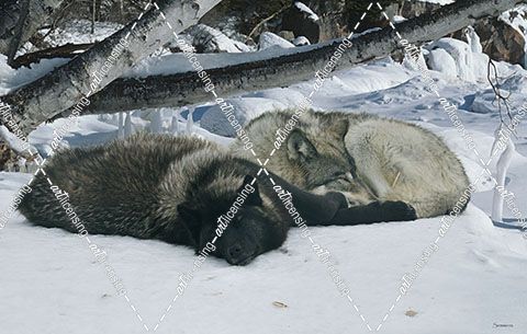 Zoo Wolf 02