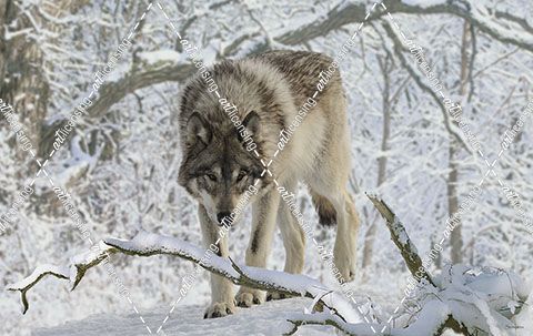 Zoo Wolf 03
