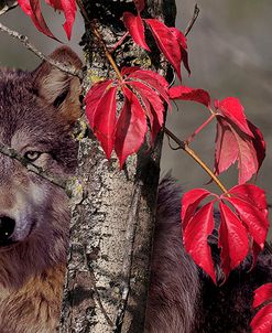 Autumn Wolf