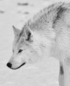 White Wolf 1