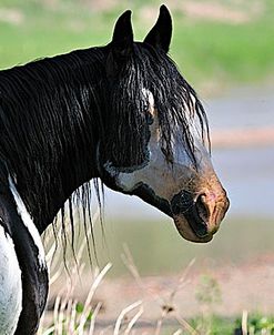 Wildhorses_03