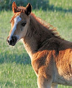 Wildhorses_05