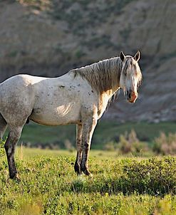 Wildhorses_08