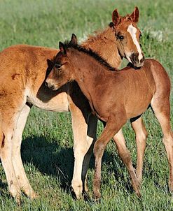 Wildhorses_11