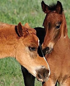 Wildhorses_12