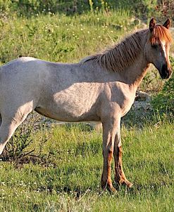 Wildhorses_15