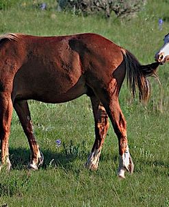 Wildhorses_19