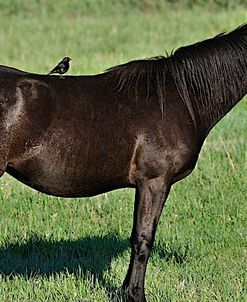 Wildhorses_21