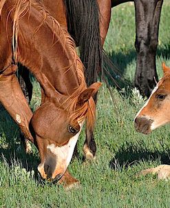 Wildhorses_22