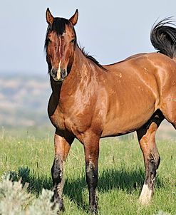 Wildhorses_25