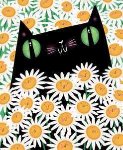 Black Cat Daisies