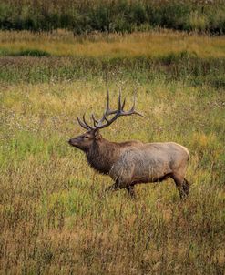 Bull Elk Yellowstone