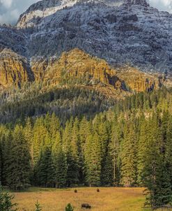 Bison Grazing In The Yellowstone Grand Landscape