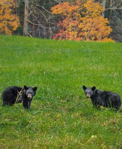 Black Bear Cubs