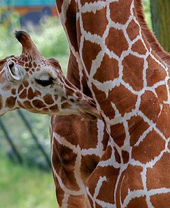 Giraffe And Calf