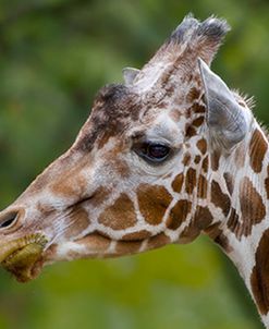 Giraffe Portrait