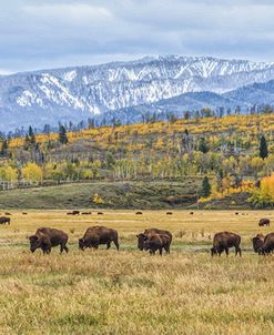 Grand Teton Bison Grazing