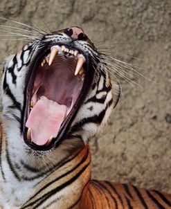 Malayan Tigress Yawn