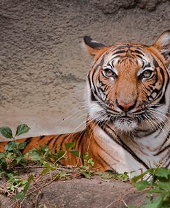 Malayan Tigress