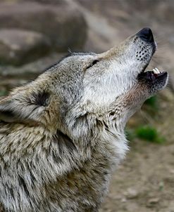 Mexican Wolf