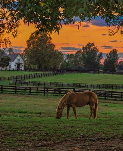 Horse Farm Sunset