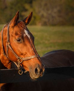 Horse Portrait