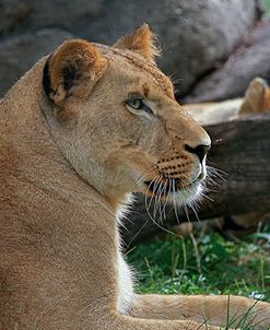 Lioness