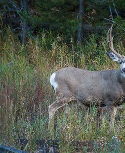 Mule Deer Buck