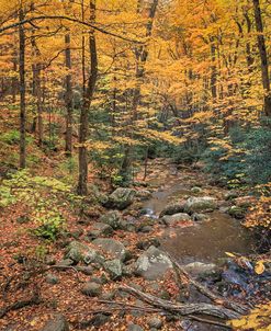 Roaring Fork Stream