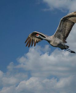Sandhill Crane In Flight