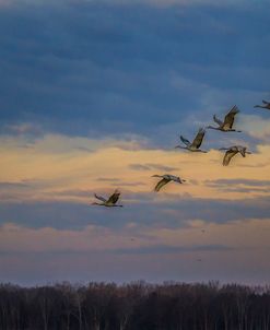 Sandhill Cranes At Sunrise