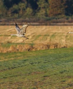 Sandhills Take Flight